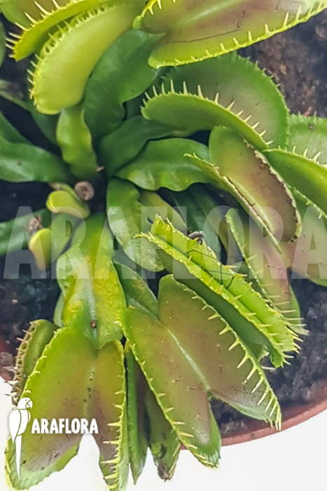 Dionaea muscipula &lsquo;One and only 17&rsquo;