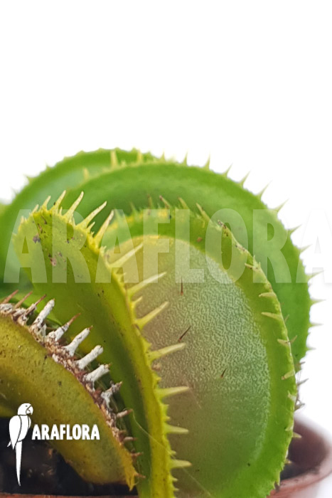 Dionaea muscipula &lsquo;One and only 17&rsquo;