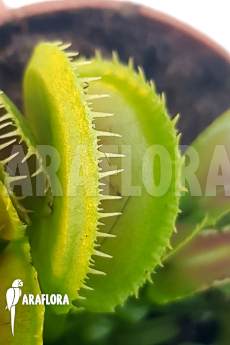Dionaea muscipula &lsquo;One and only 17&rsquo;