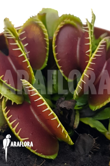 Dionaea muscipula &lsquo;One and only 18&rsquo;