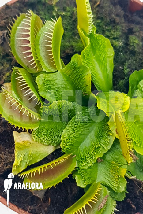 Dionaea muscipula &lsquo;One and only 19&rsquo;