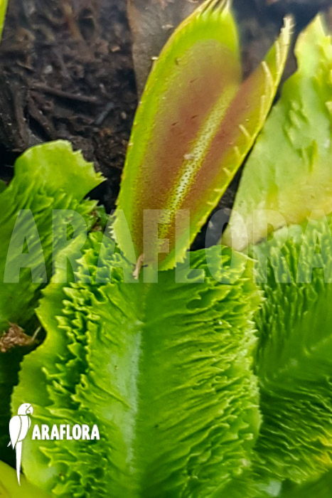 Dionaea muscipula &lsquo;One and only 19&rsquo;