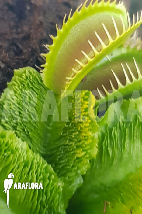 Dionaea muscipula &lsquo;One and only 19&rsquo;