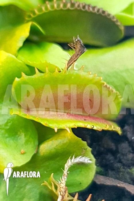 Dionaea muscipula &lsquo;One and only 20&rsquo;
