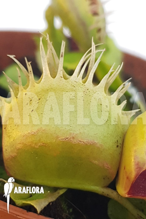 Dionaea muscipula &lsquo;One and only 21&rsquo;