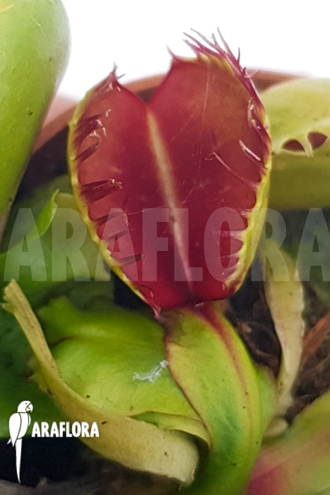 Dionaea muscipula &lsquo;One and only 21&rsquo;