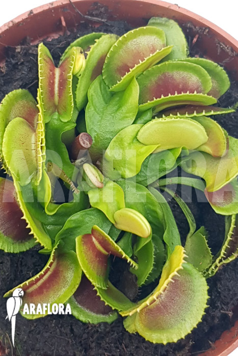 Dionaea muscipula &lsquo;One and only 23&rsquo;