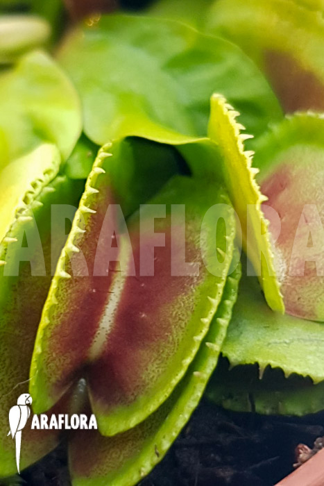 Dionaea muscipula &lsquo;One and only 23&rsquo;