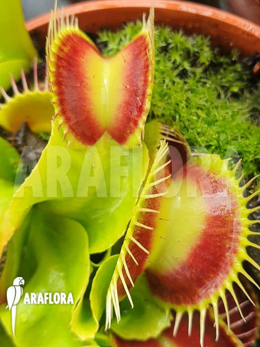 Dionaea muscipula &lsquo;Spotlight&rsquo;
