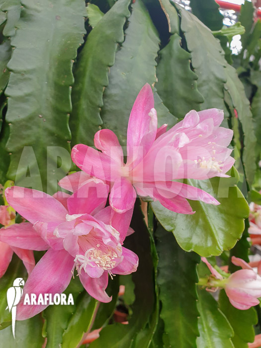 Disocactus phyllanthoides &lsquo;Deutsche Kaiserin&rsquo;