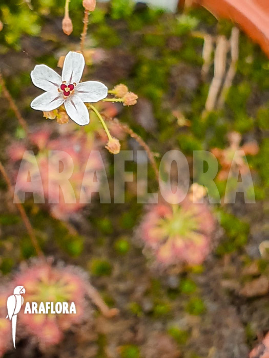 Drosera allantostigma