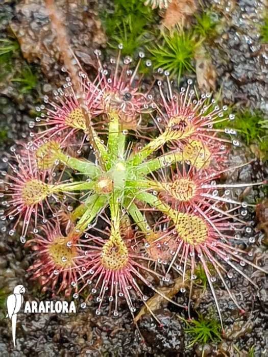 Drosera allantostigma