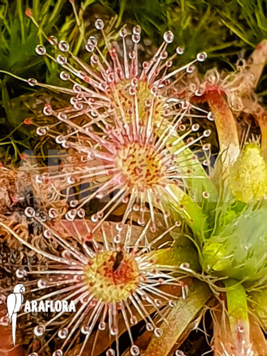 Drosera closterostigma