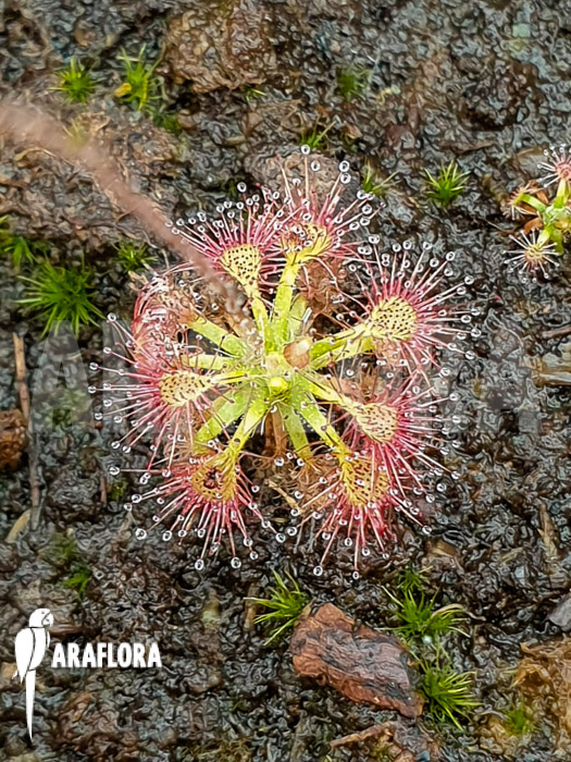 Drosera grievei