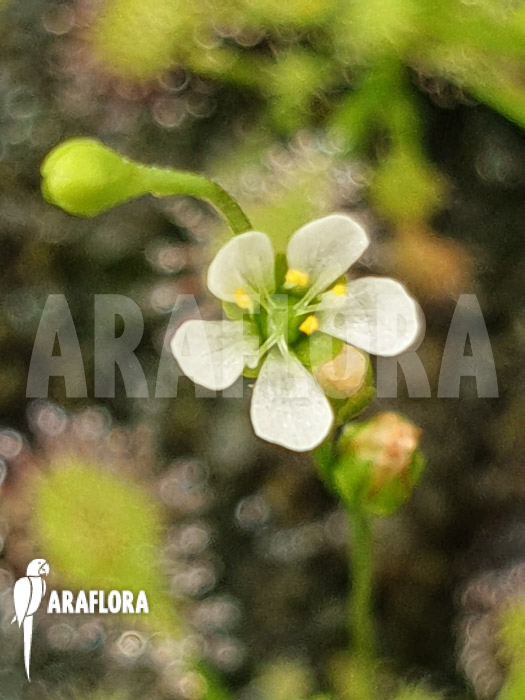 Drosera intermedia