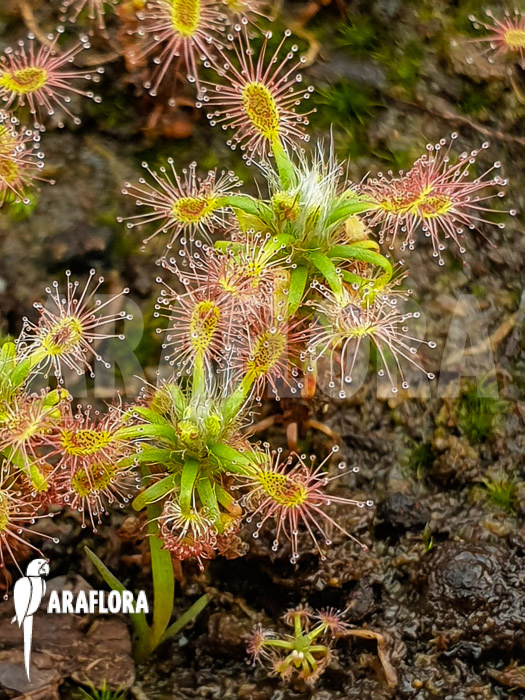 Drosera lasiantha