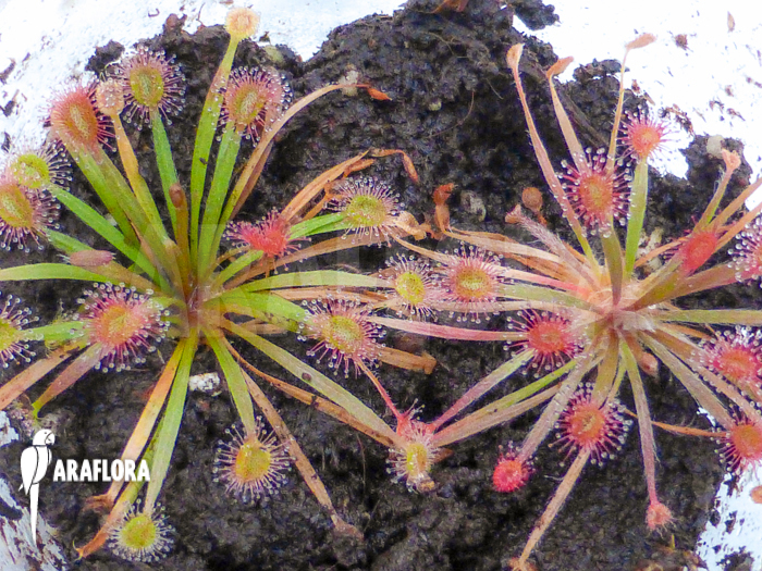 Drosera petiolaris &lsquo;starter&rsquo;