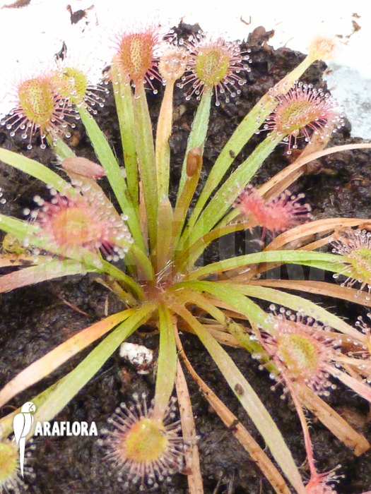 Drosera petiolaris &lsquo;starter&rsquo;