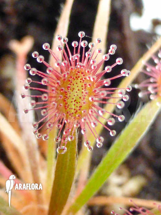 Drosera petiolaris &lsquo;starter&rsquo;