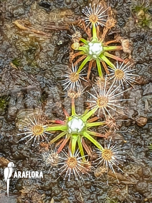 Drosera pycnoblasta