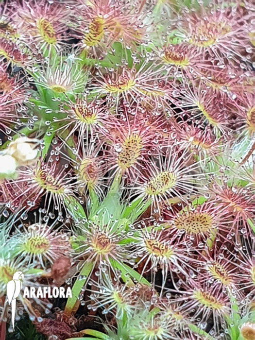 Drosera roseana