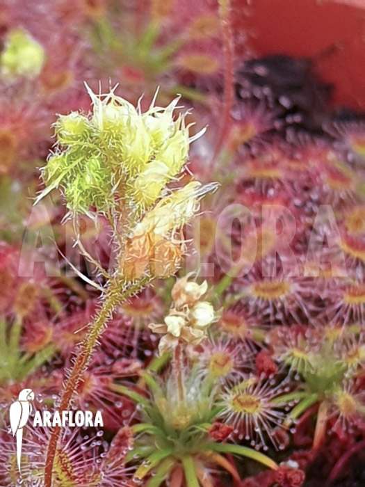Drosera roseana