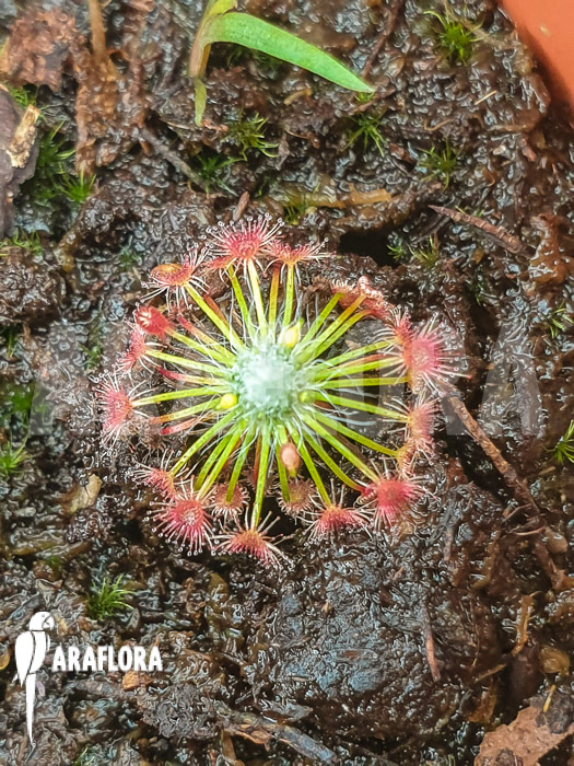 Drosera sargentii