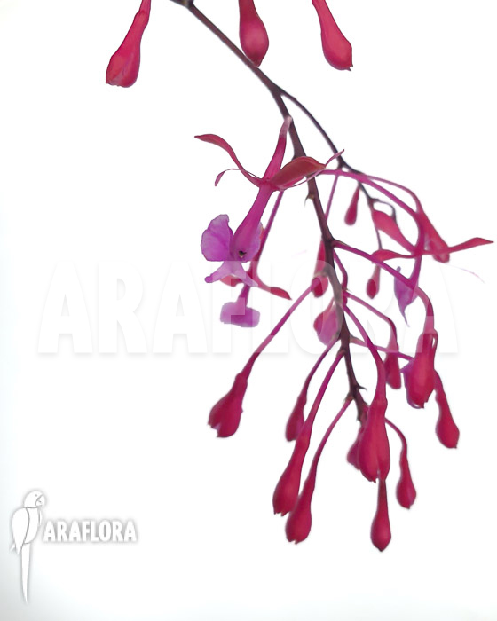 Epidendrum-capricornu-4