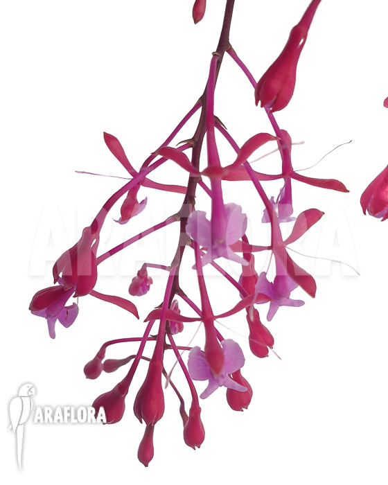 Epidendrum-capricornu-6