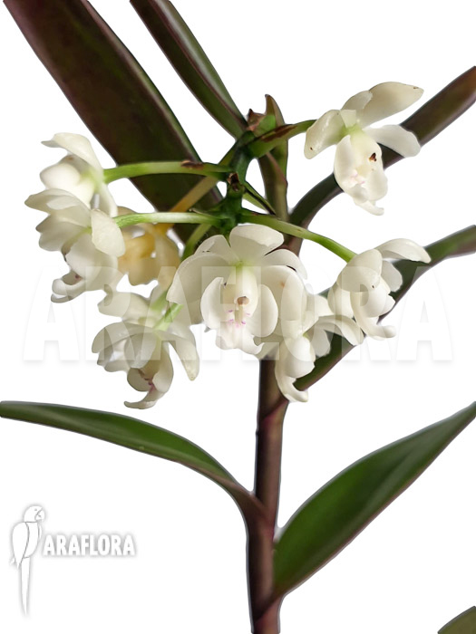Epidendrum hugomedinae