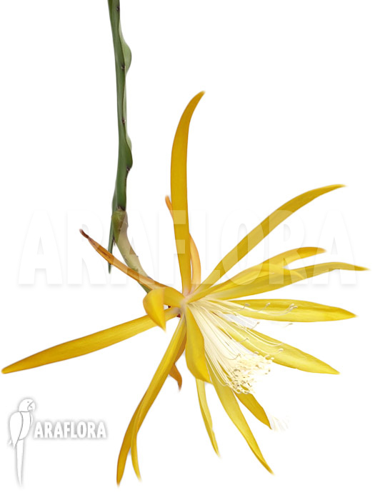 Epiphyllum &lsquo;Fruehlingsgold&rsquo;