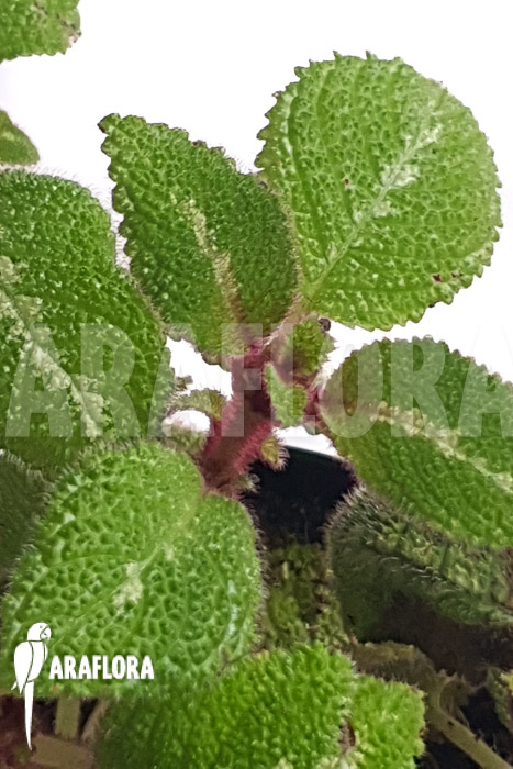 Episcia new