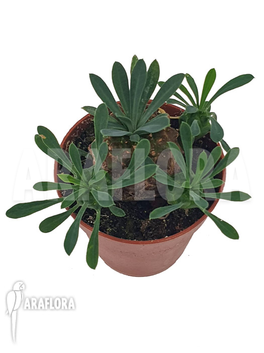 Euphorbia bupleurifolia &lsquo;Starter&rsquo;