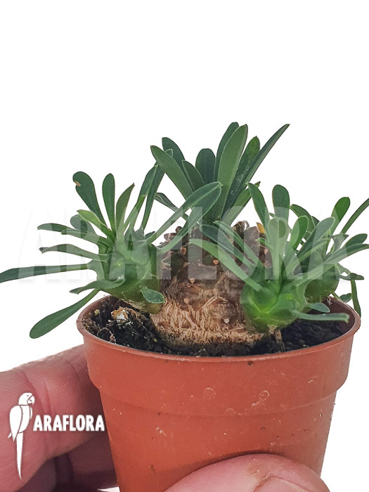 Euphorbia bupleurifolia &lsquo;Starter&rsquo;