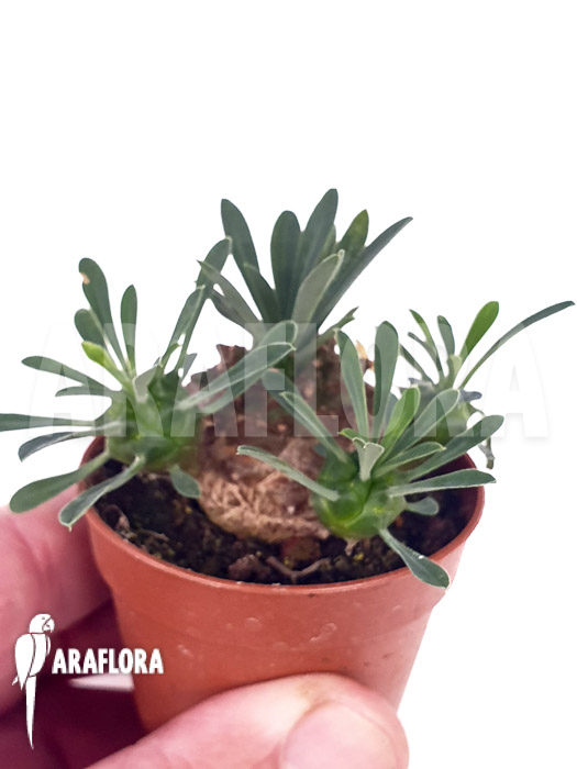 Euphorbia bupleurifolia &lsquo;Starter&rsquo;