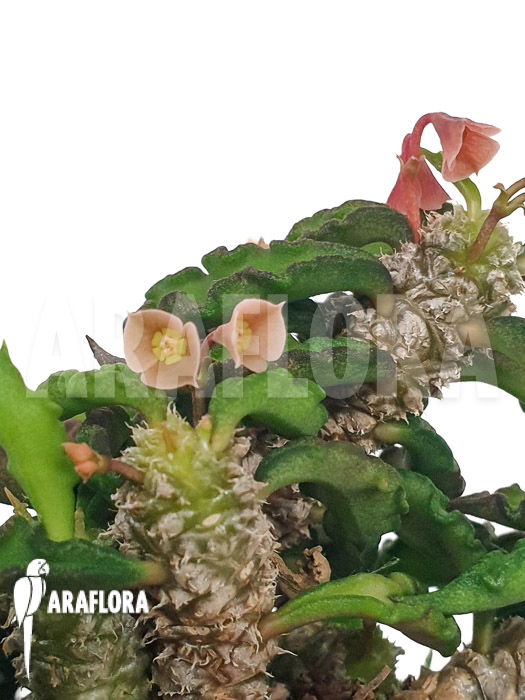 Euphorbia decaryi &lsquo;L&rsquo;