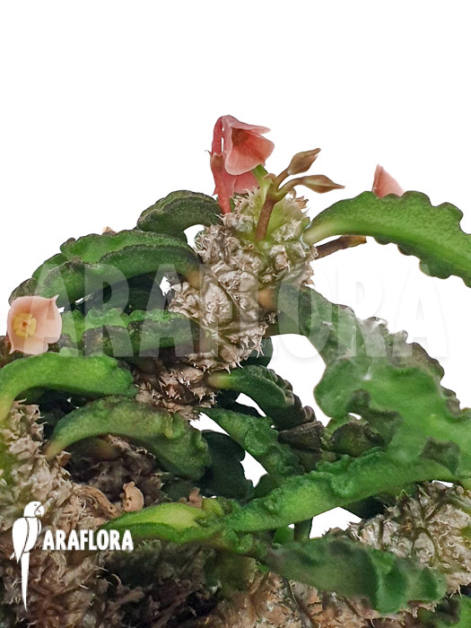 Euphorbia decaryi &lsquo;L&rsquo;