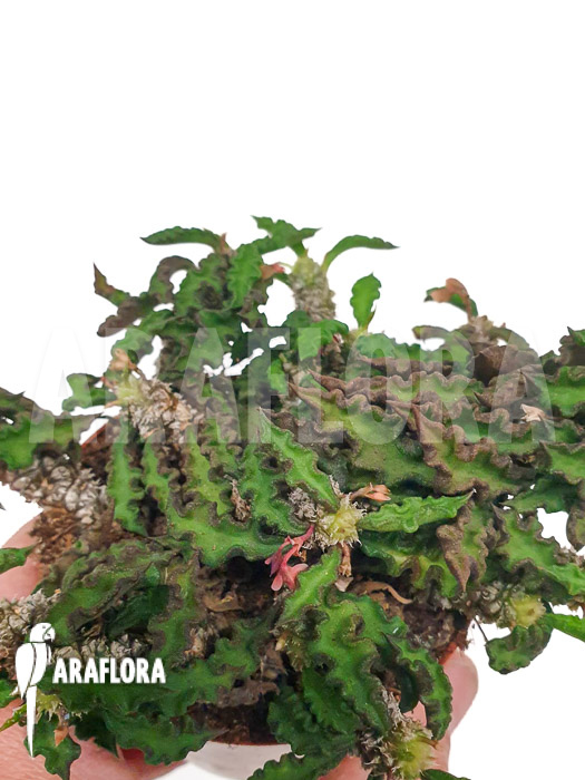 Euphorbia decaryi &lsquo;L&rsquo;