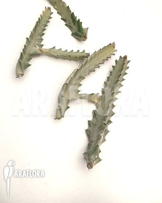 Euphorbia lactea &lsquo;White ghost&rsquo; &lsquo;Starter&rsquo;