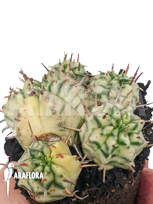 Euphorbia meliformis variegated