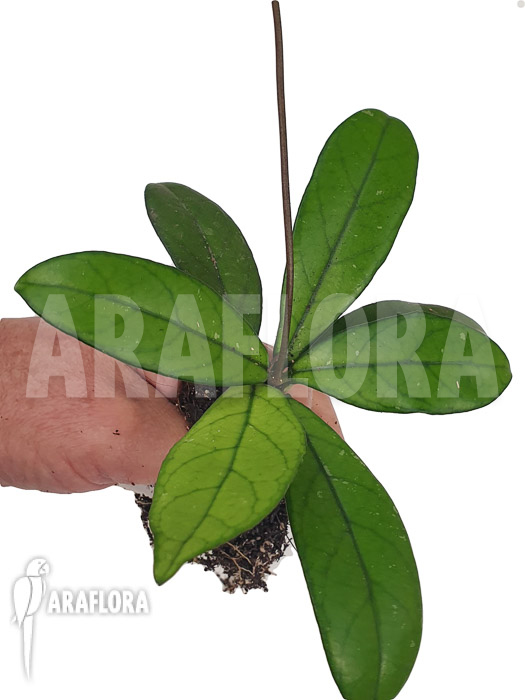Hoya crassipetiolata &lsquo;Starter&rsquo;