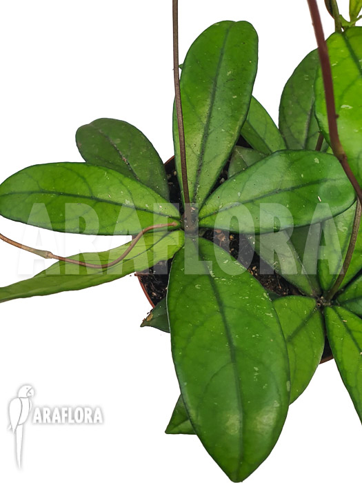 Hoya crassipetiolata &lsquo;Starter&rsquo;