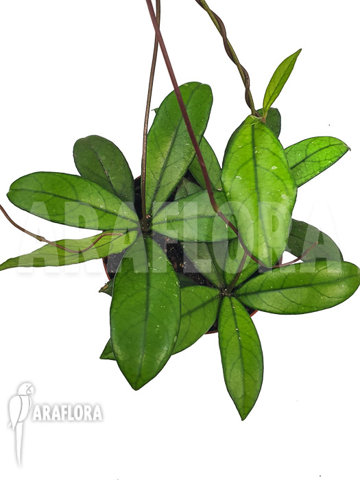 Hoya crassipetiolata &lsquo;Starter&rsquo;