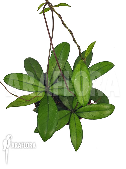 Hoya crassipetiolata &lsquo;Starter&rsquo;