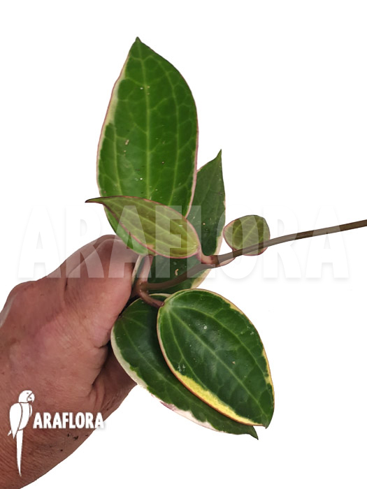 Hoya macrophylla &lsquo;albomarginata&rsquo; &lsquo;Starter&rsquo;