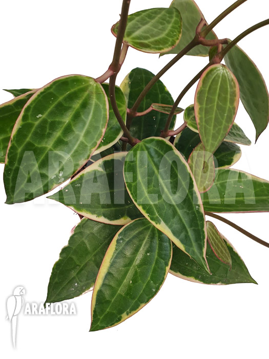 Hoya macrophylla &lsquo;albomarginata&rsquo; &lsquo;Starter&rsquo;