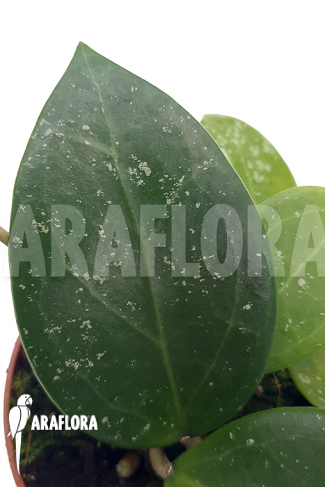 Hoya parasitica &lsquo;splash&rsquo;