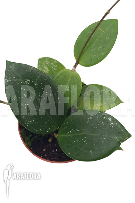 Hoya parasitica &lsquo;splash&rsquo;