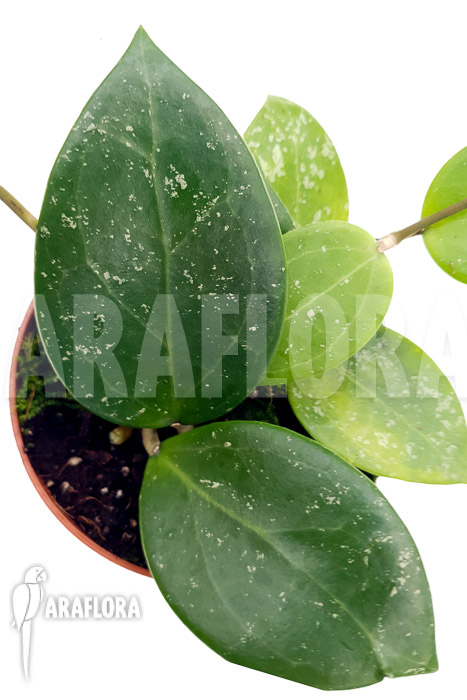 Hoya parasitica &lsquo;splash&rsquo;