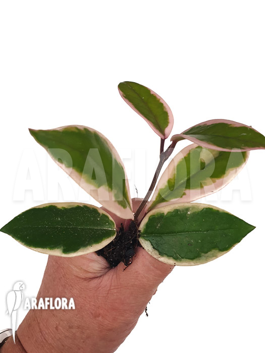 Hoya sp Flamingo dream &lsquo;Starter&rsquo;